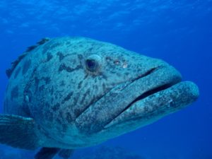 あの魚も 海洋生物レッドリスト初公表 ダイビングの総合サイト Scuba Monsters スクーバモンスターズ