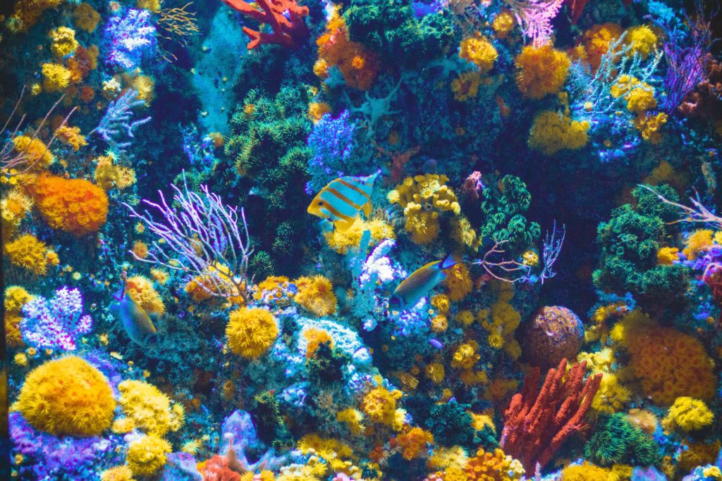 色とりどりのサンゴと熱帯魚