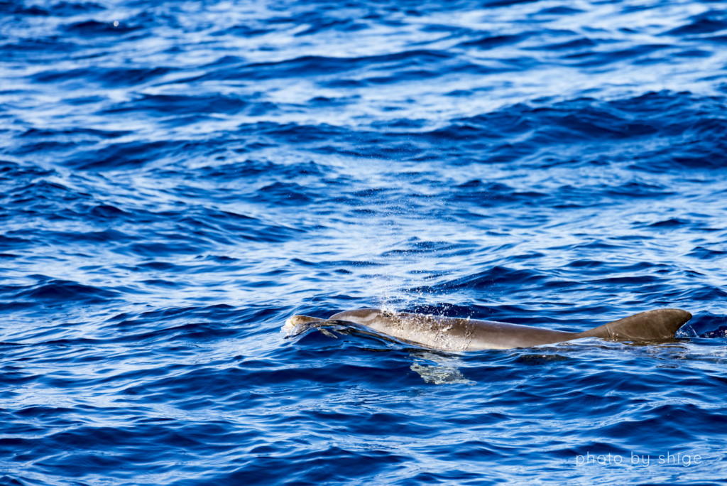 妹島周辺の海域で出会ったミナミハンドウイルカ