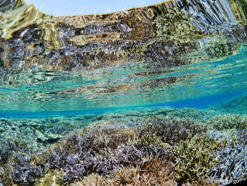 八重干瀬のサンゴ