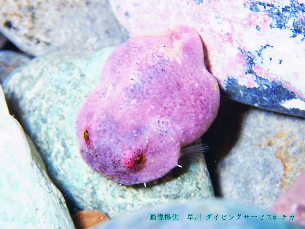 さくら色（ももいろ）のダンゴウオの成魚（早川、撮影者：田中知香）