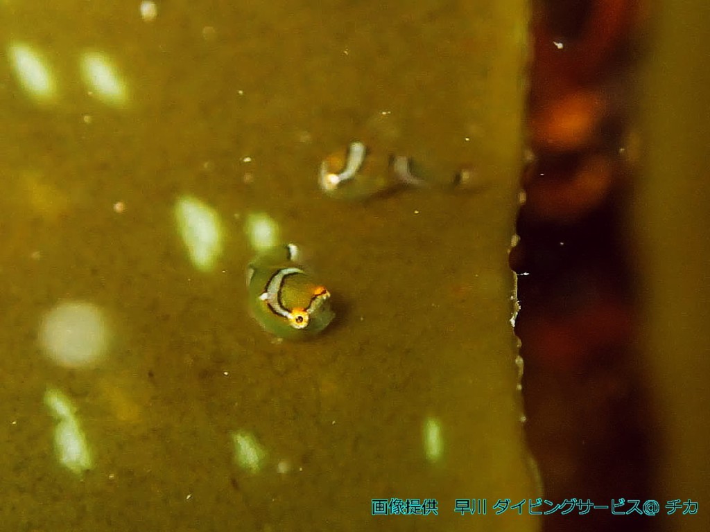 同一時期に複数個体の幼魚が観察される事から、近い場所でハッチアウトしたことが推測される（早川、撮影：田中知香）
