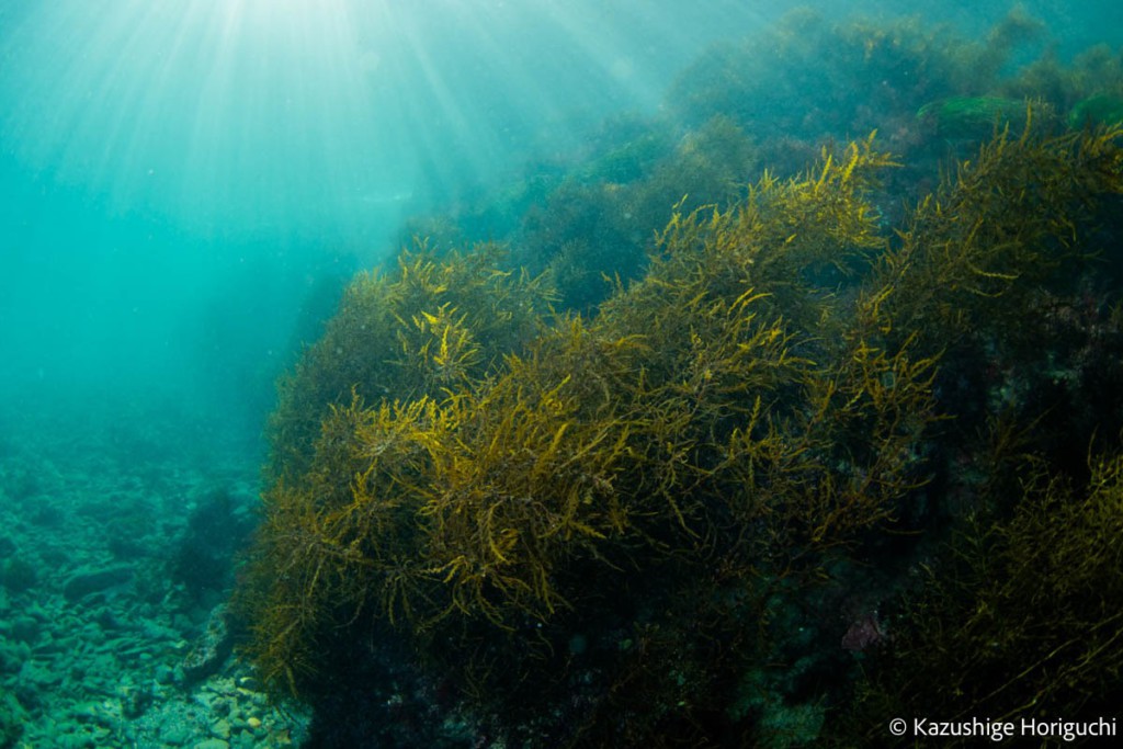 美しい海藻が広がる癒しの場所