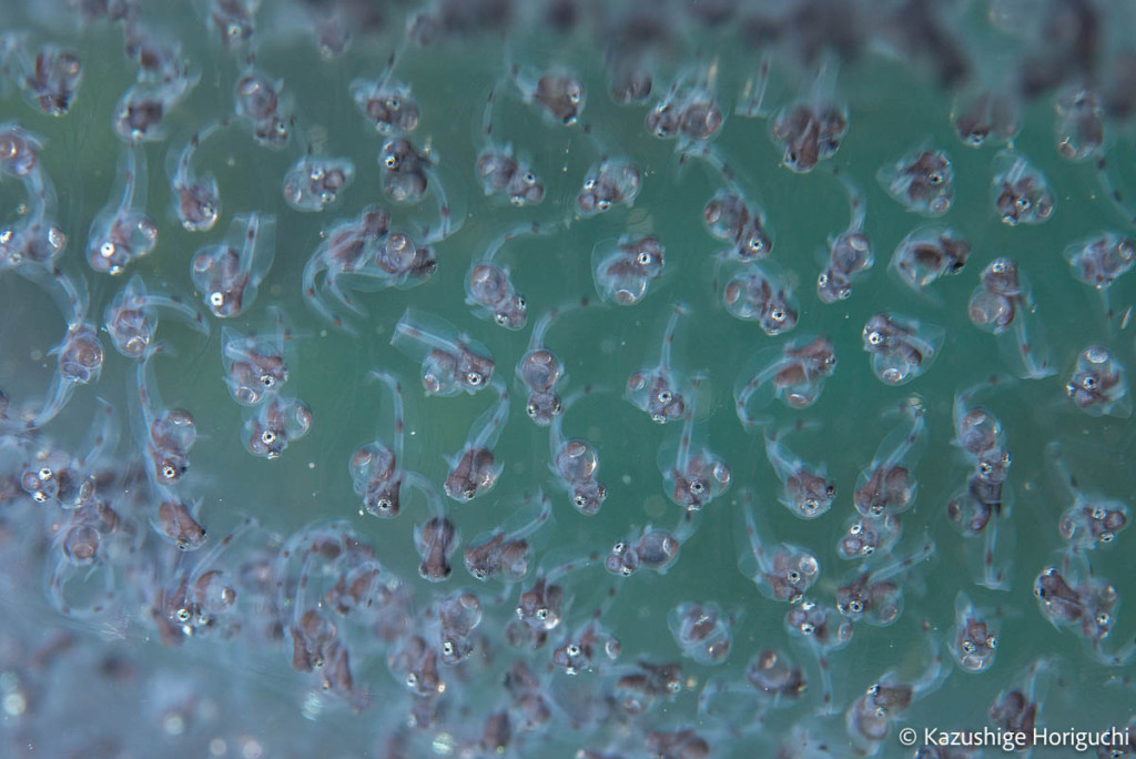 孵化寸前の仔魚が見られるキアンコウの卵塊。初公開映像と思われる