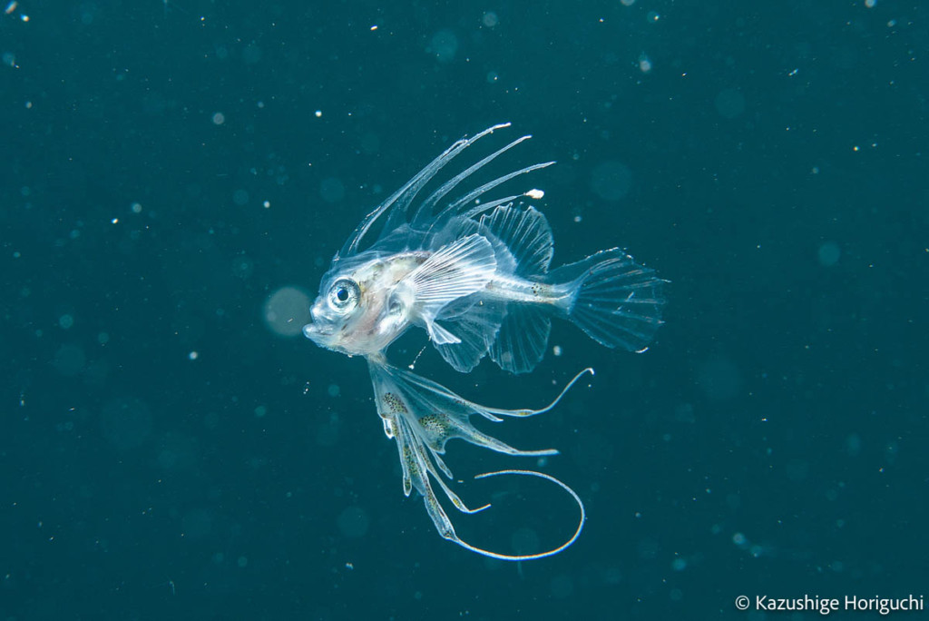 背鰭・臀鰭・尾鰭の分化が見られ、浮遊幼魚期に成長したとみられる個体