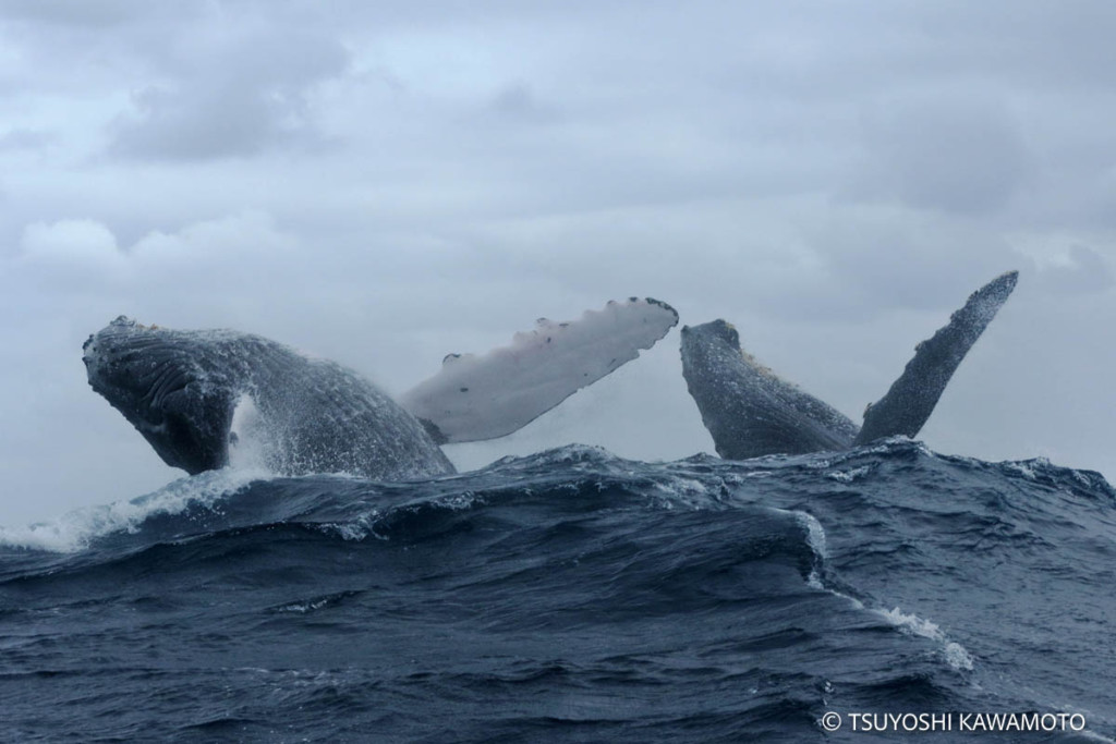 久米島で観察された、ザトウクジラ 