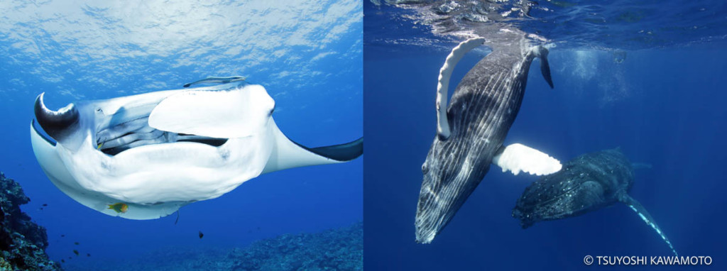 久米島のダイビングで観察された、捕食中のマンタとザトウクジラ 