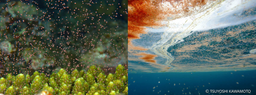 久米島のダイビングで観察された、サンゴ（ユビエダミドリイシ）の産卵と卵翌日に見られるバンドル（卵と精子が入ったカプセルの様なもの）のスリック