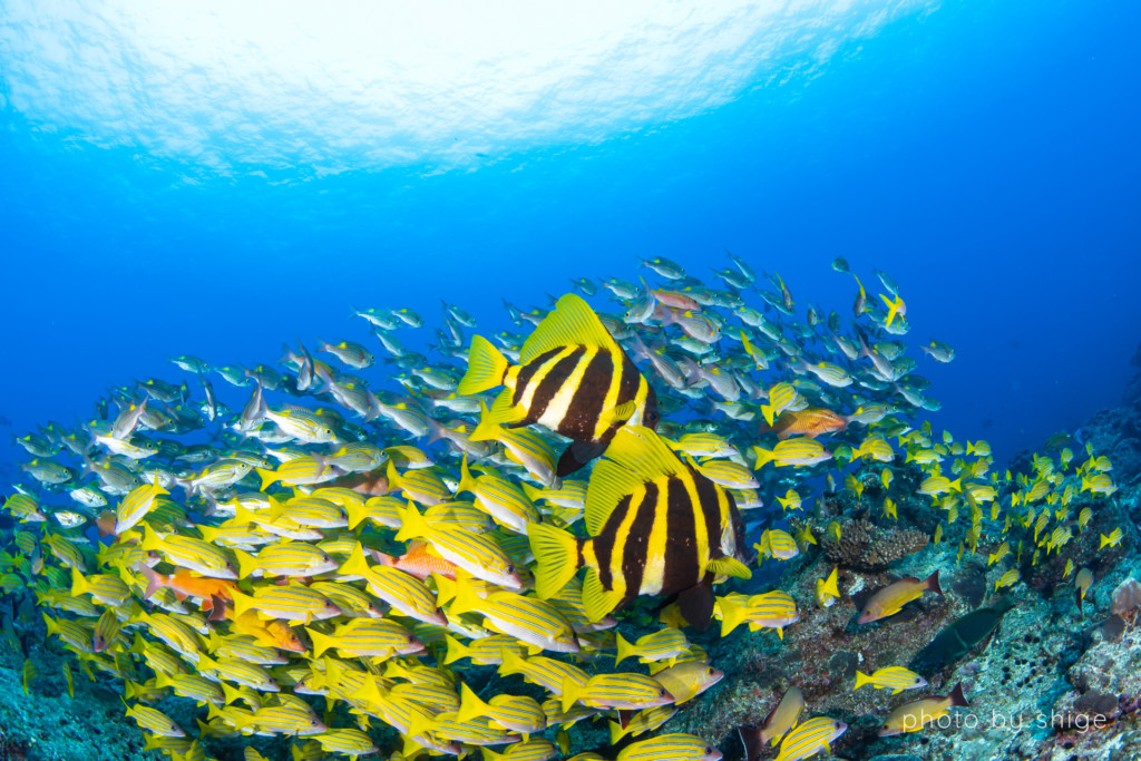小笠原諸島・父島のダイビングで見られる圧倒定期な魚群