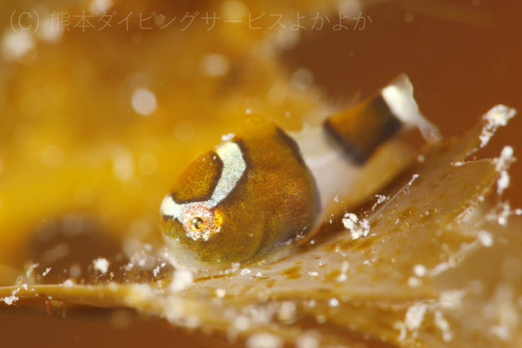 白涛で撮影したダンゴウオの幼魚