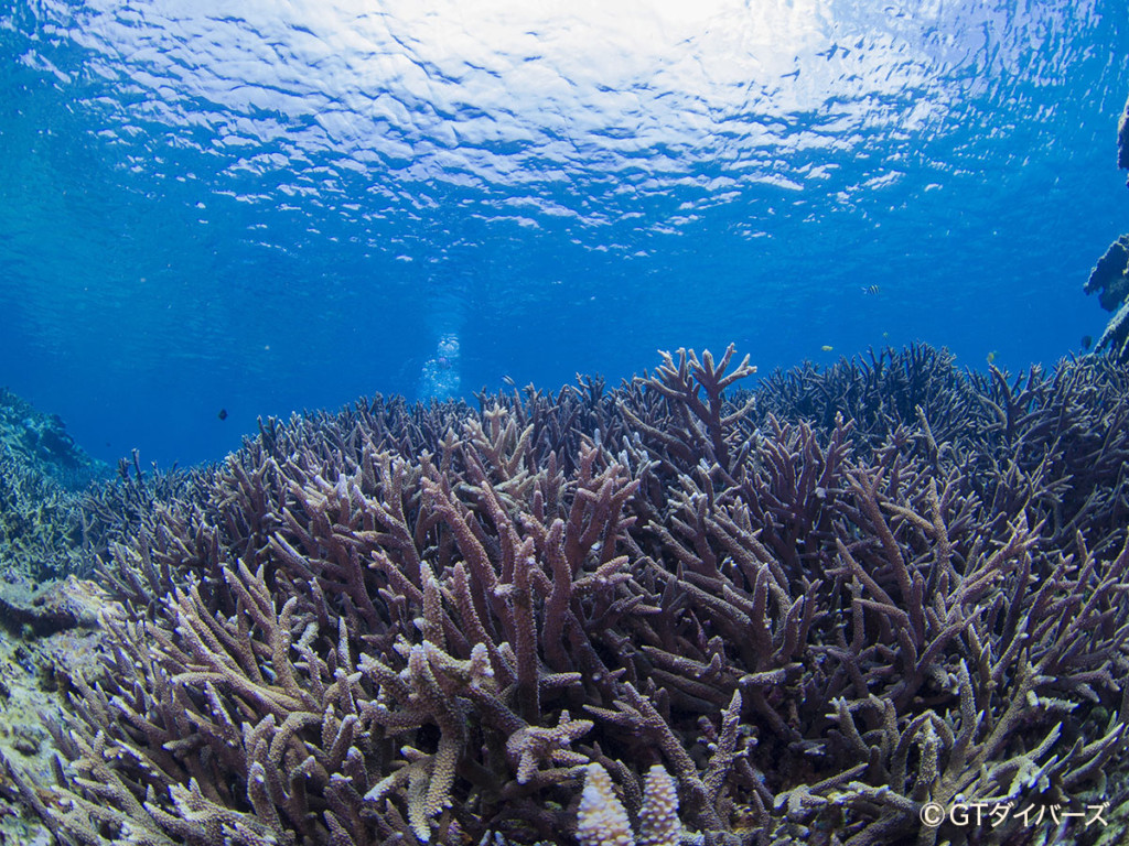 沖永良部島のサンゴの群生