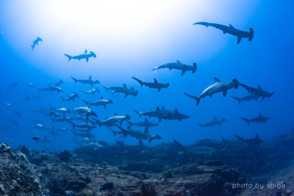 神子元島でのダイビングで見られるハンマーヘッドシャーク（アカシュモクザメ）の群れ