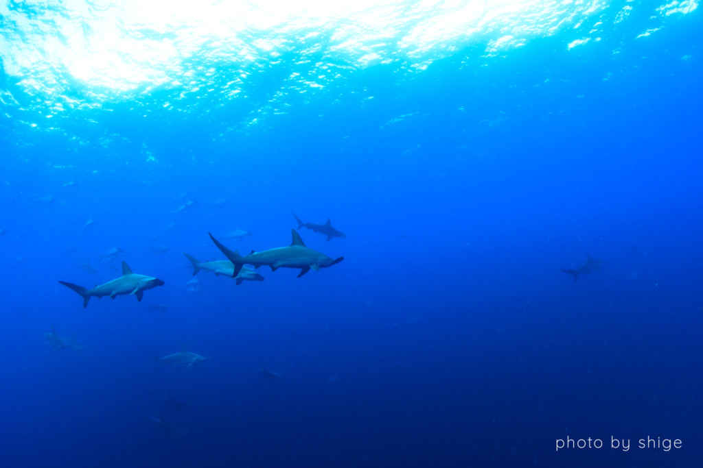 神子元島でのダイビングで見られるハンマーヘッドシャーク（アカシュモクザメ）の群れ