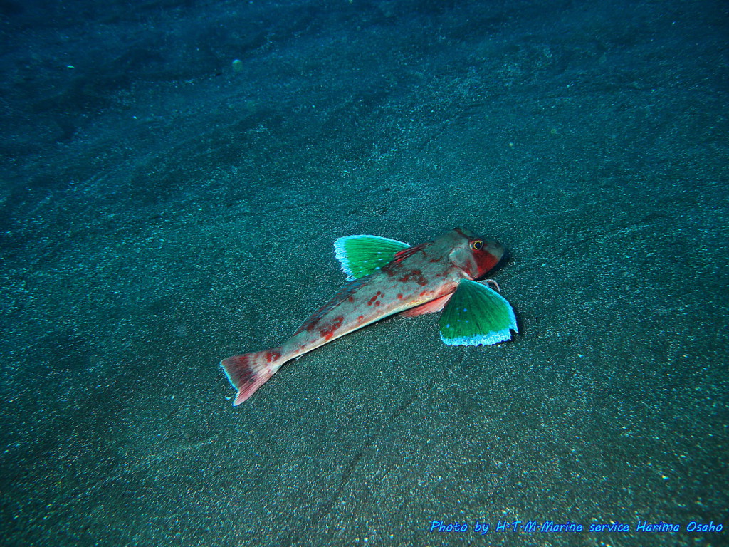 ホウボウの若い成魚。胸鰭基部に暗部が見られる（撮影地：大瀬崎・外海、水深：18m、撮影者：播磨伯穂）