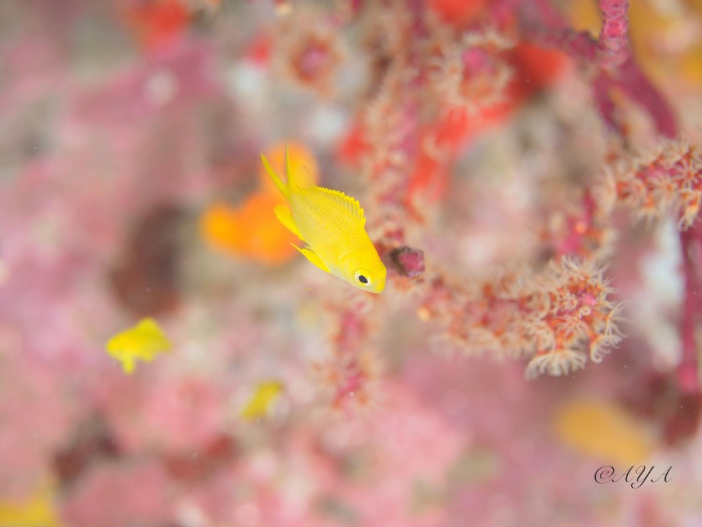 コガネスズメダイ幼魚。黄色が一際映えました